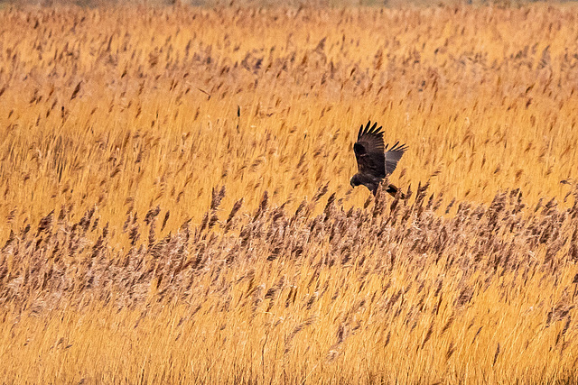 Marsh harrier