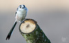 Long Tailed Tit