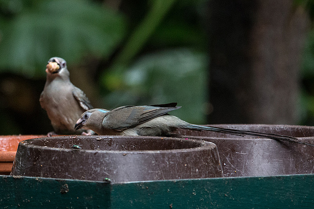 20140926 5448VRAw [D~SFA] Vogelpark, Walsrode