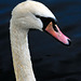 Mute swan (Cygnus olor).