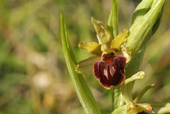 Ophrys araignée - Ophrys sphegodes