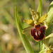 Ophrys araignée - Ophrys sphegodes