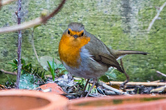 20150306 7209VRTw [D~RI] Rotkehlchen (Erithacus rubecula), Rinteln