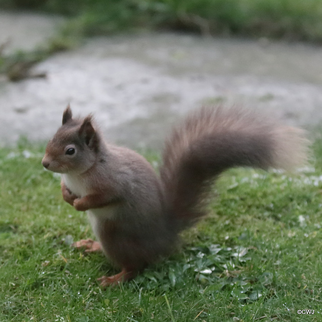 The ever-present breakfast companion...