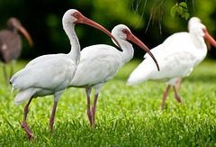 White Ibises Foraging for Insects