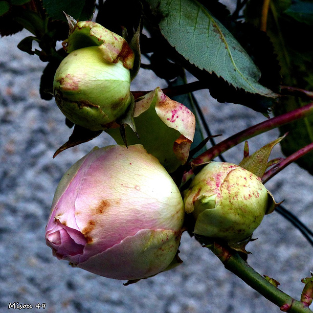 MON JARDIN