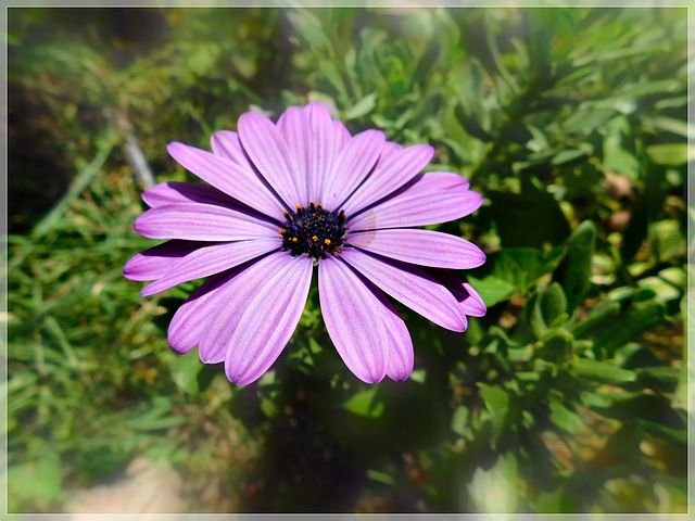 Au jardin avec effet de mon appareil photo et Note