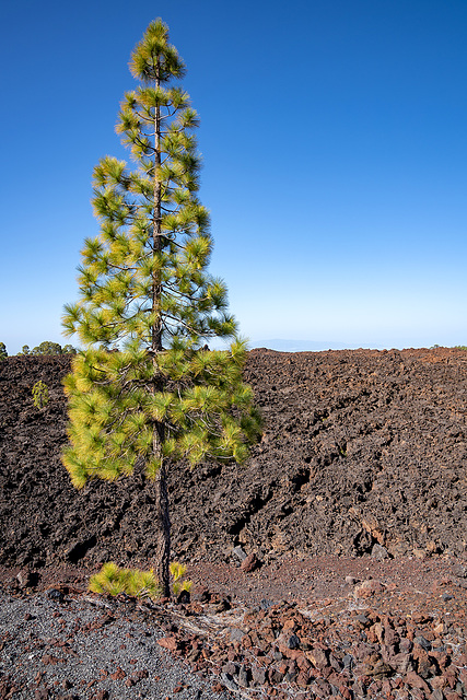 trees and lava - 2