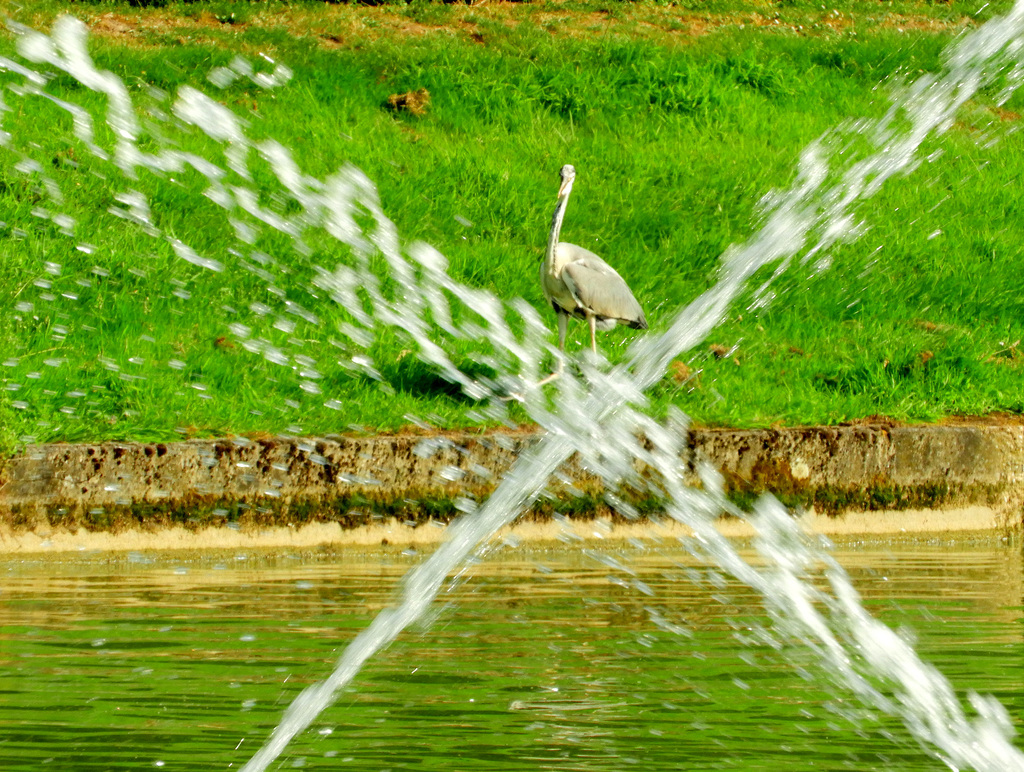 Fountain Heron