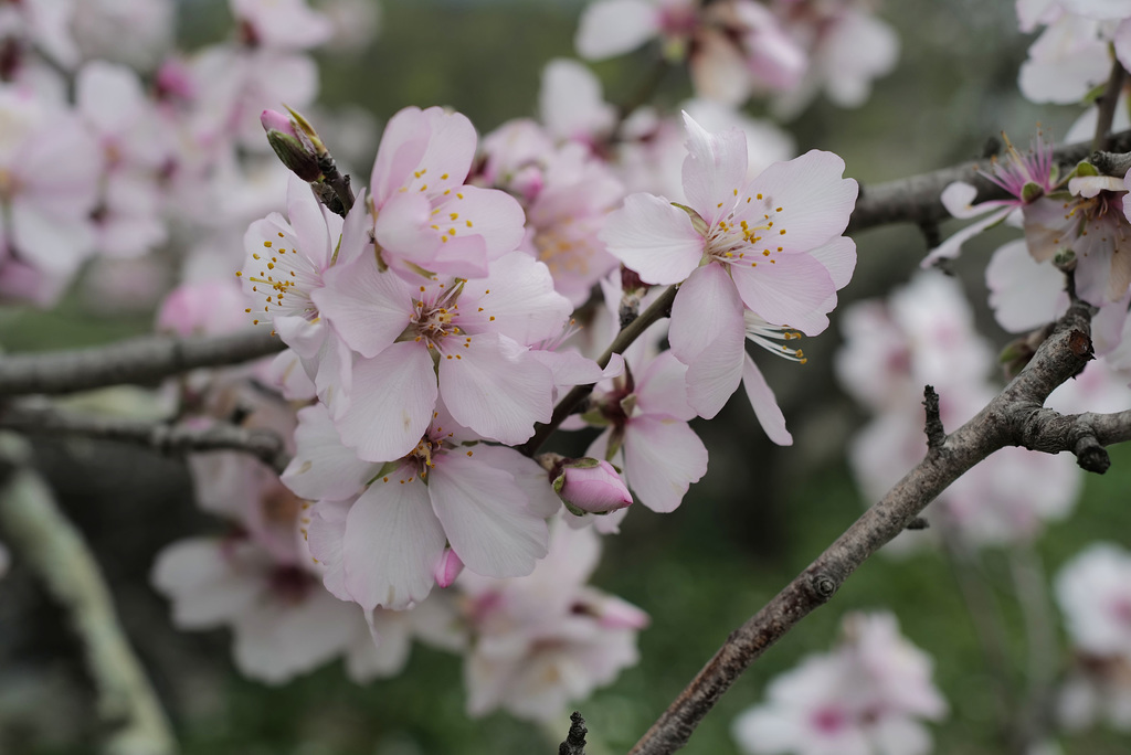 Prunus amara, amêndoeira L1030546