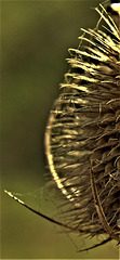 Teasel