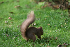 Red Squirrel