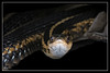 Garter Snakes in Black.