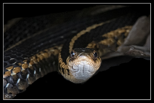 Garter Snakes in Black.