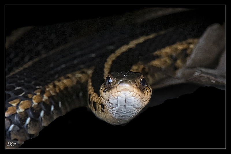 Garter Snakes in Black.