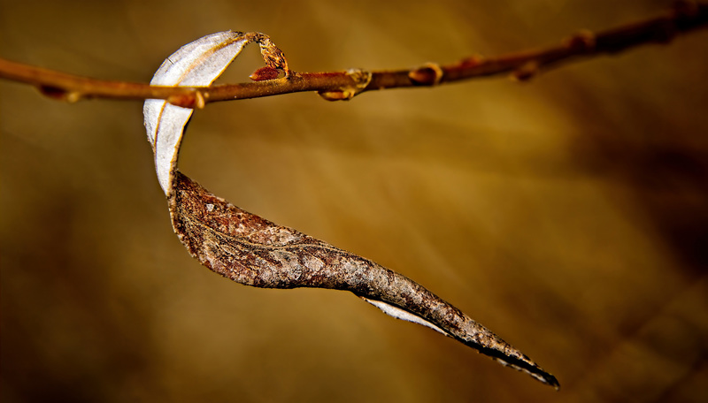 Das braune Blatt hat sich zusammen gedreht :))  The brown leaf has twisted together :)) La feuille brune s'est torsadée :))