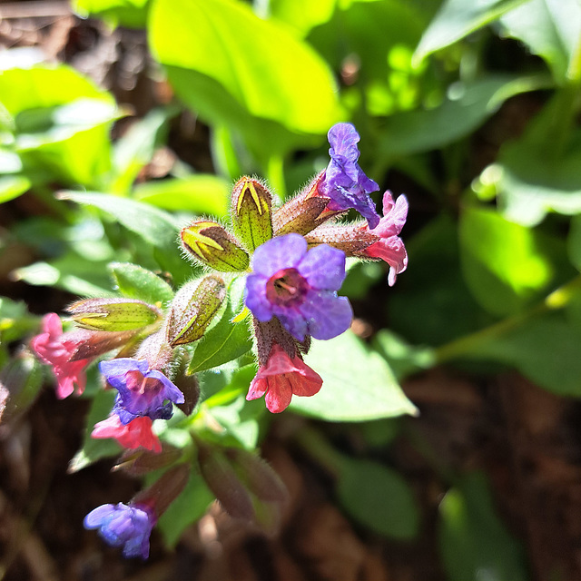 Lungenkräuter (Pulmonaria)