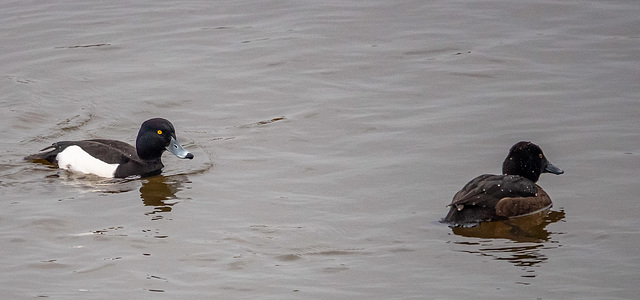 Tufted ducks