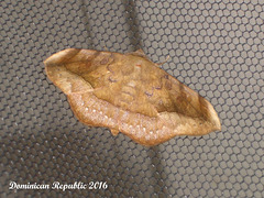DR054 Anticarsia gemmatalis (Velvetbean Moth)
