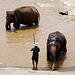 Sri Lanka tour - the fourth day - Pinnawala Elephant Orphanage