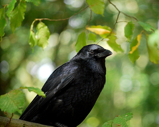 Carrion Crow