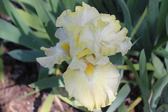 Yellow Iris...