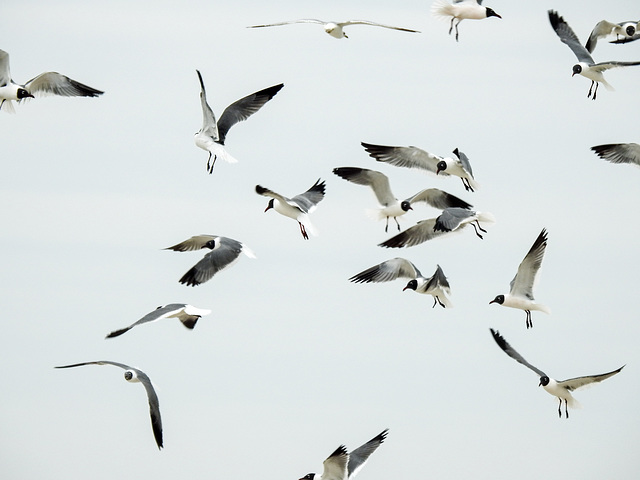 Day 4, Laughing Gulls in a feeding frenzy