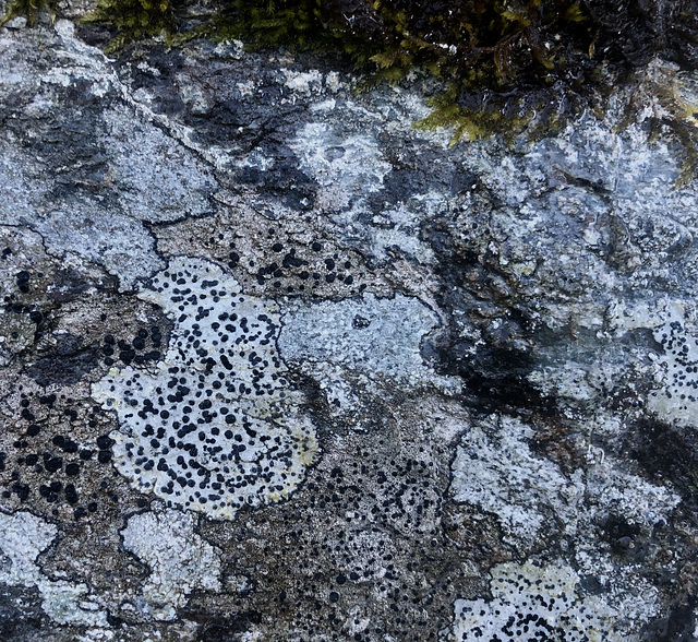 Lichen