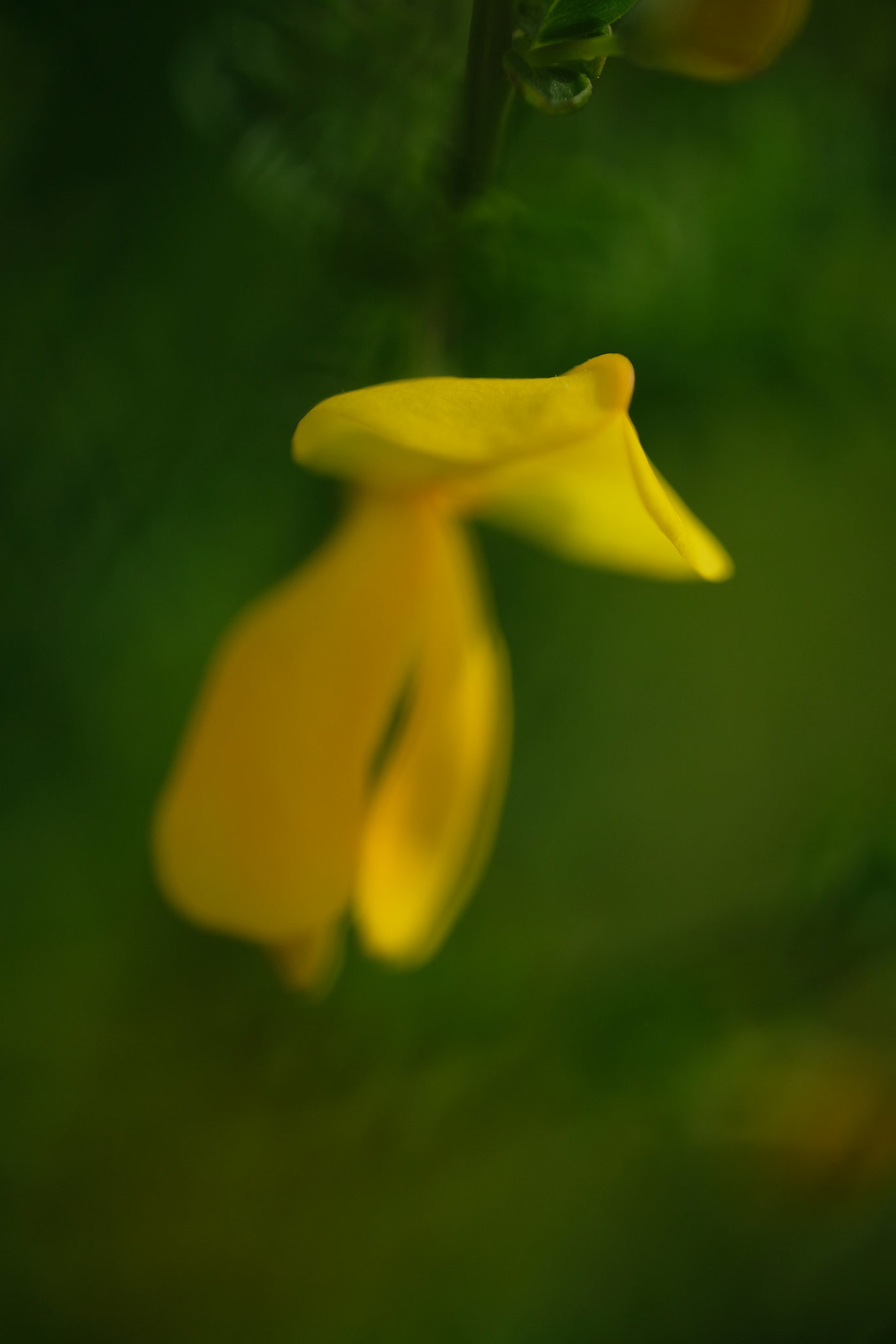 DSCF7245