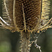 Teasel