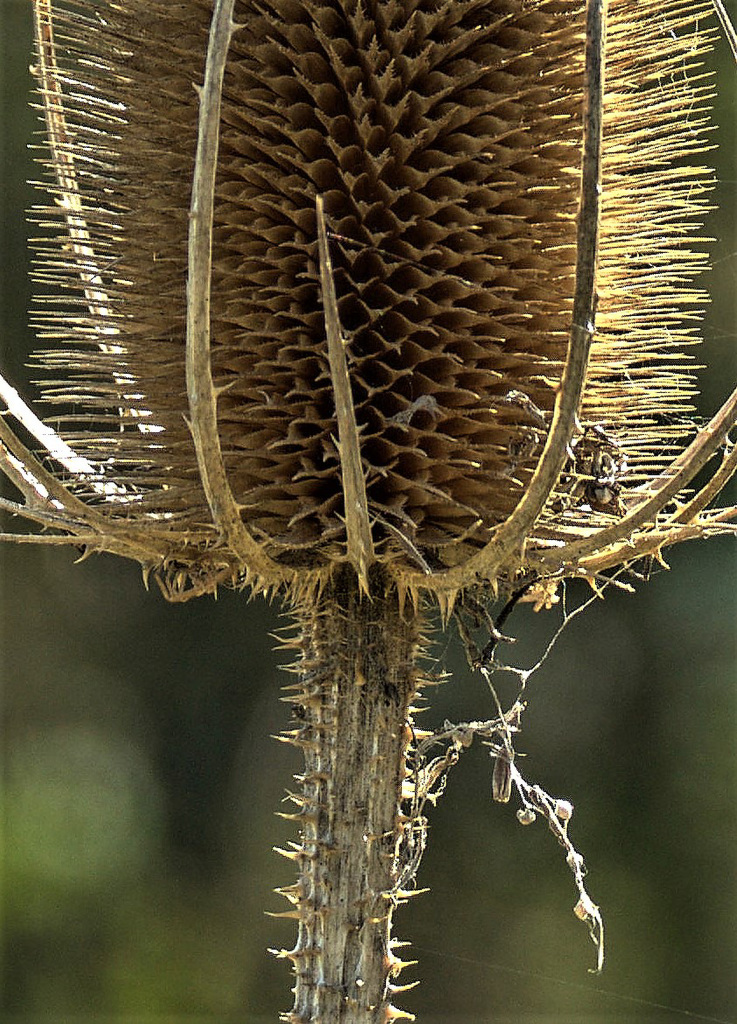 Teasel