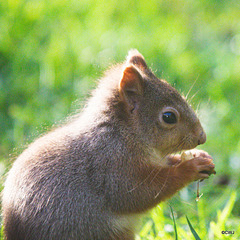 Red Squirrel