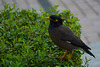 U.A.E., Dubai, The Bird of Common Myna
