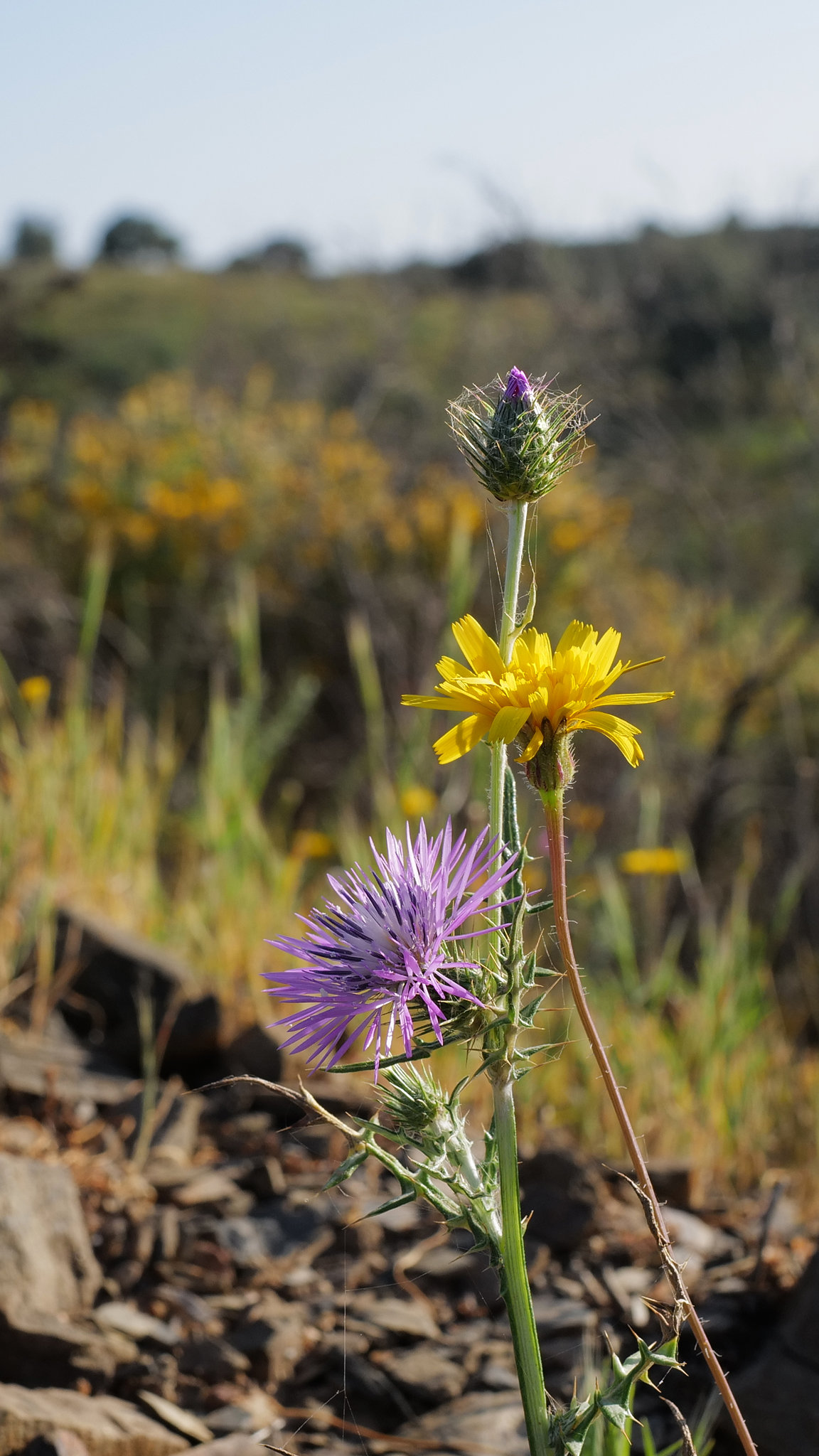 Galactites tomentosa, Picris willkommii