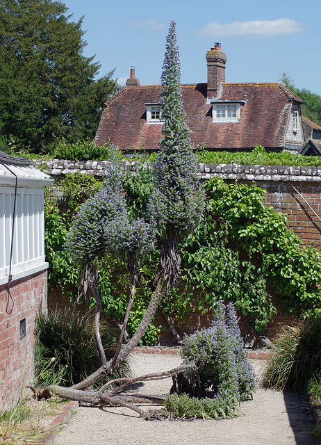 Giant bugloss