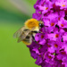 Pelzige Biene an Sommerflieder