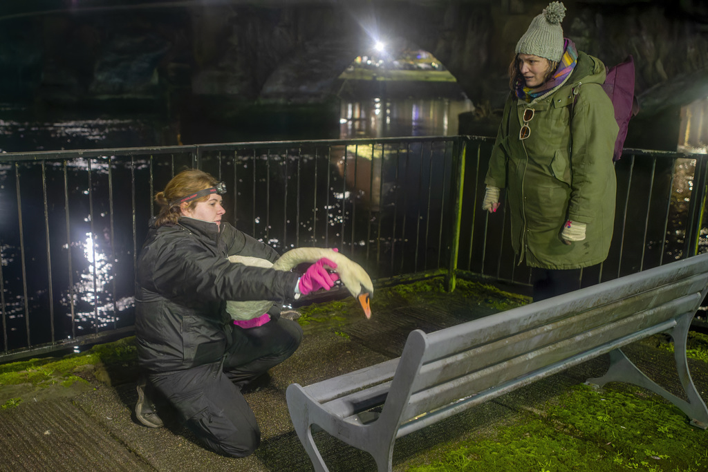 Swan Rescue