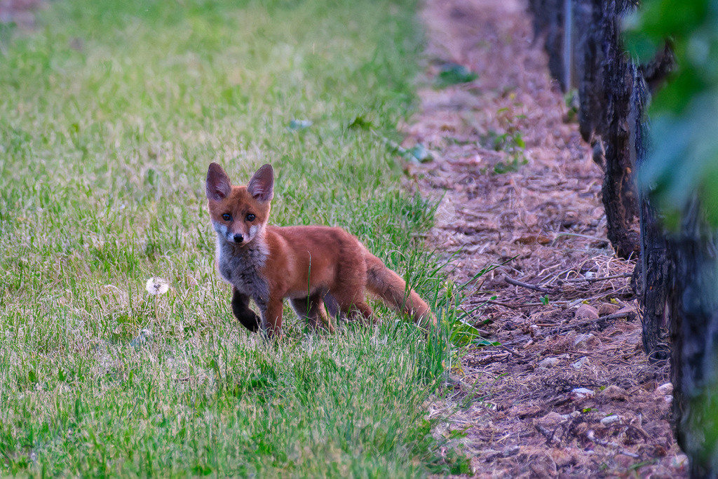 Junger Fuchs