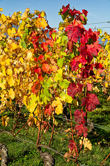 Vignoble à Satigny GE