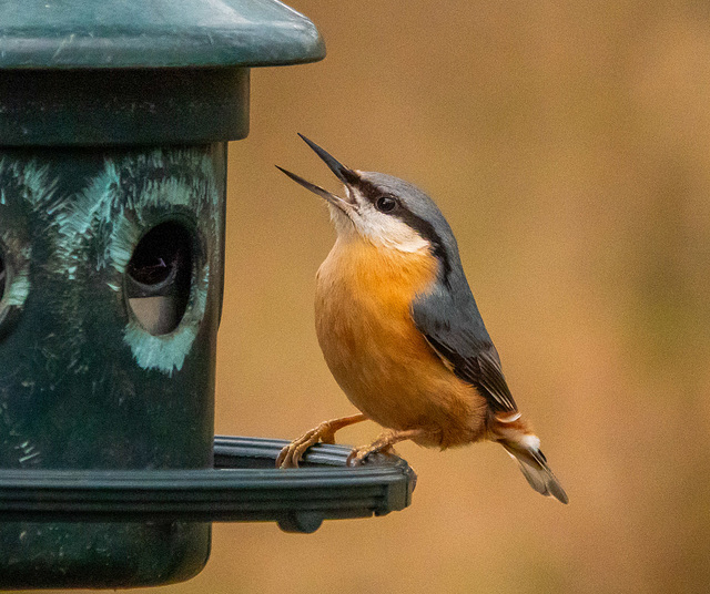 Nuthatch