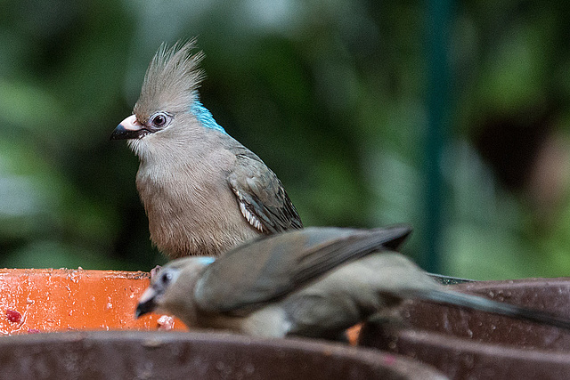 20140926 5449VRAw [D~SFA] Vogelpark, Walsrode