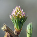 Baby Larch cone