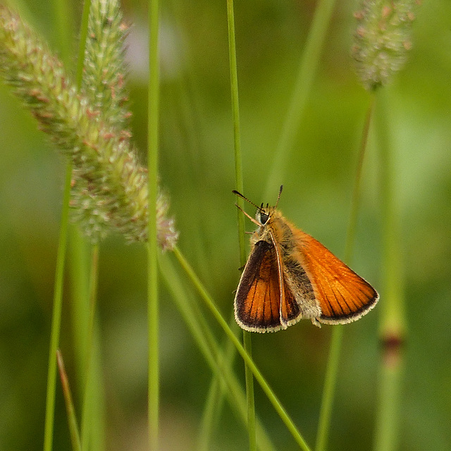 Tiny European Skipper