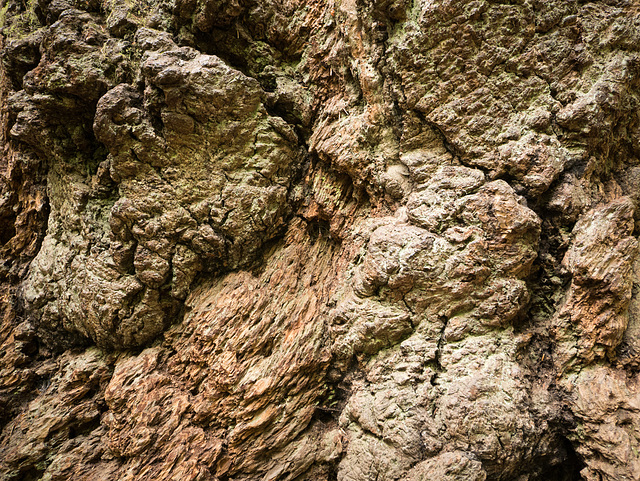 Cathedral Grove