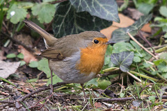 20150306 7231VRTw [D~RI] Rotkehlchen (Erithacus rubecula), Rinteln