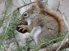 Red Squirrel