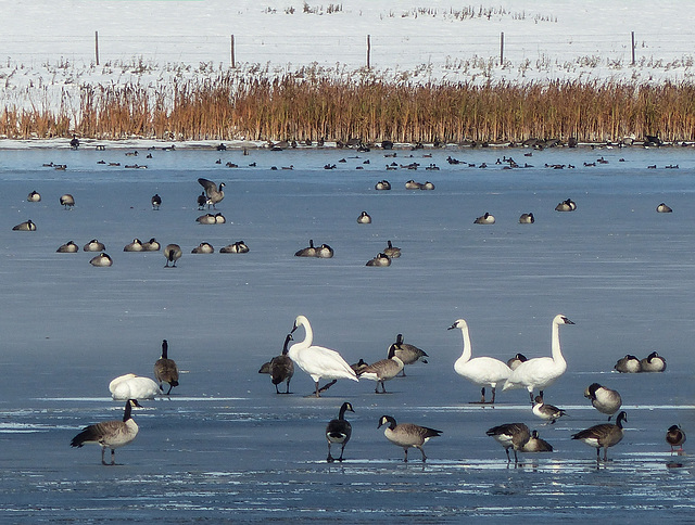 Ducks and Geese