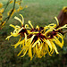 Zaubernuss (Hamamelis) - 2x PiP