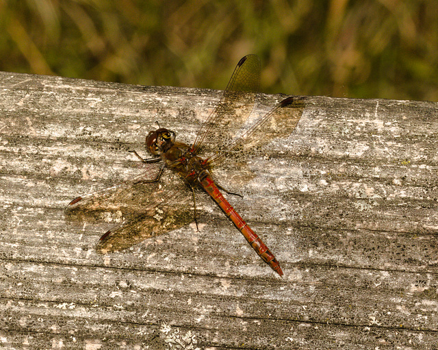 DragonflyIMG 3607