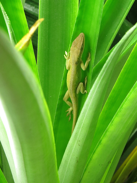 Anole on pineapple